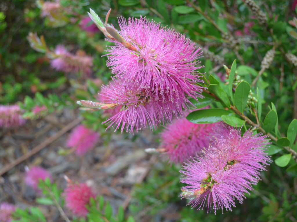Callistemon viminalis 'Hot Pink' is a great hardy australian shrub