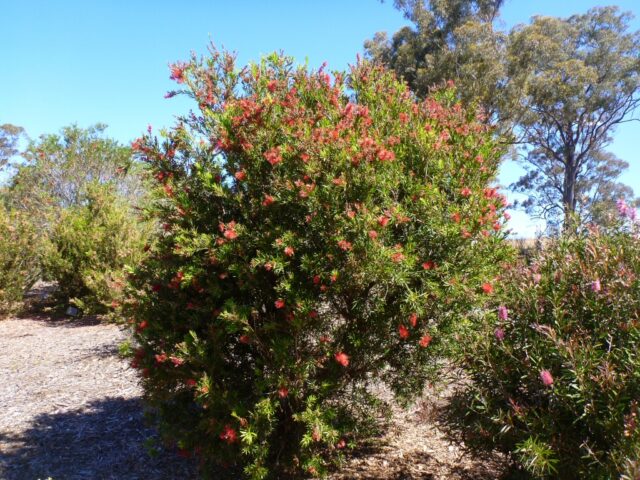 Callistemon ‘Rose Opal’ – Bottlebrush | Gardening With Angus