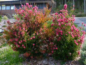 Callistemon ‘All Aglow’ – Bottlebrush | Gardening With Angus