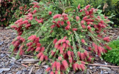 Trench Layering of Callistemon