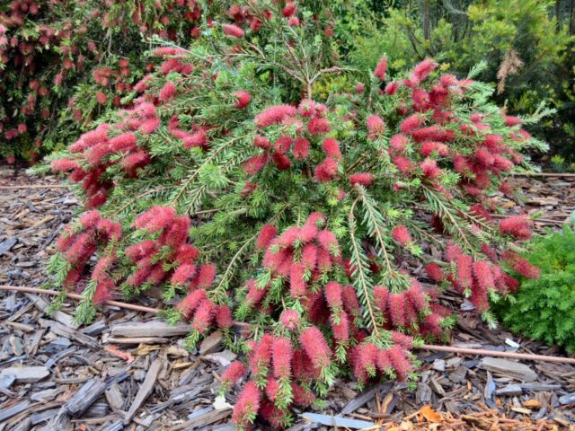 Callistemon 'Betka Beauty'