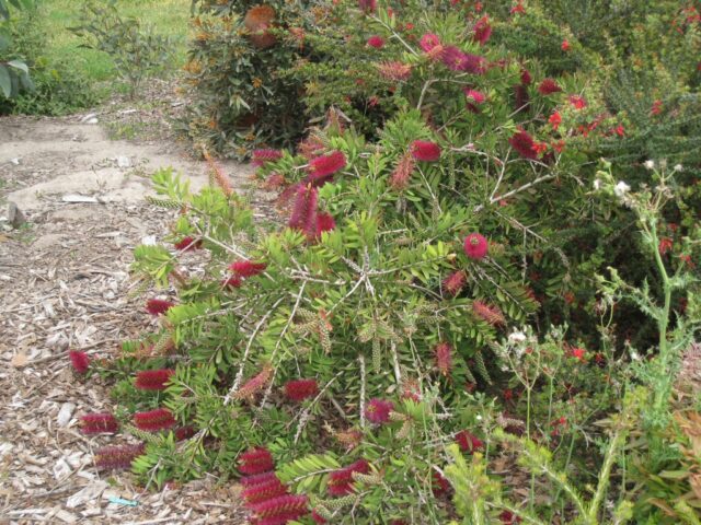 Callistemon ‘Burgundy Jack’ – Bottlebrush | Gardening With Angus