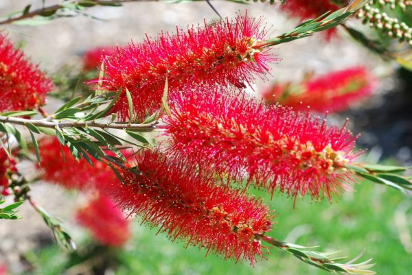 Callistemon ‘Cherry Time’ – Bottlebrush | Gardening With Angus