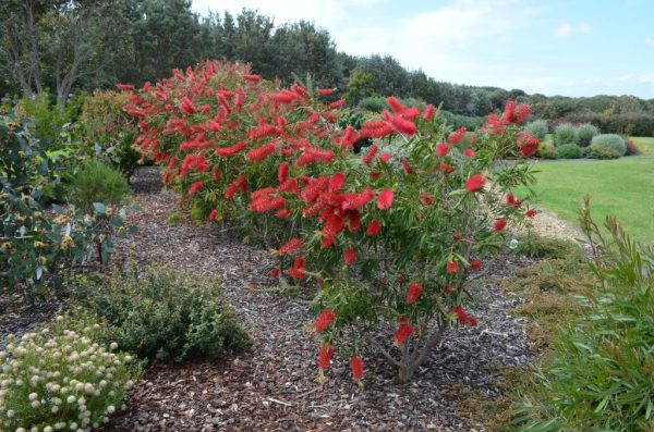 Callistemon ‘Gawler Hybrid’ – Bottlebrush | Gardening With Angus