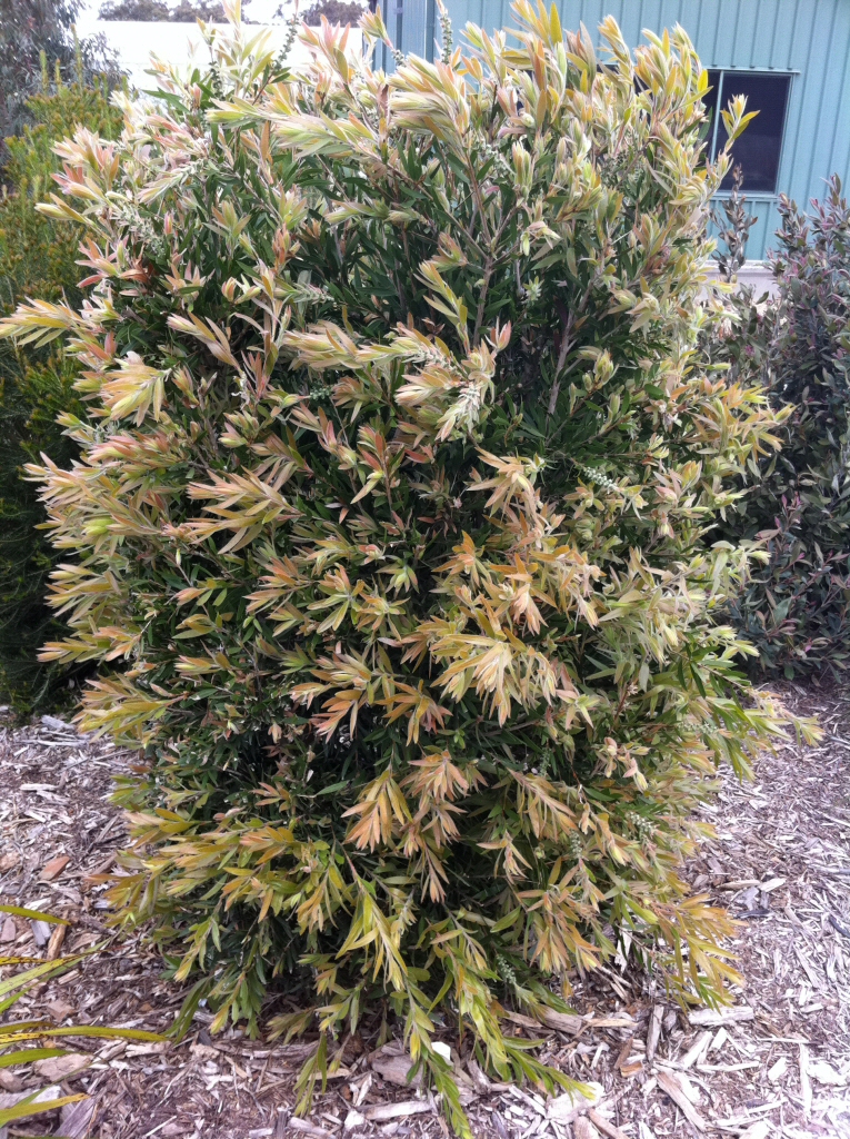 Callistemon bottlebrush 'Mary Mackillop'