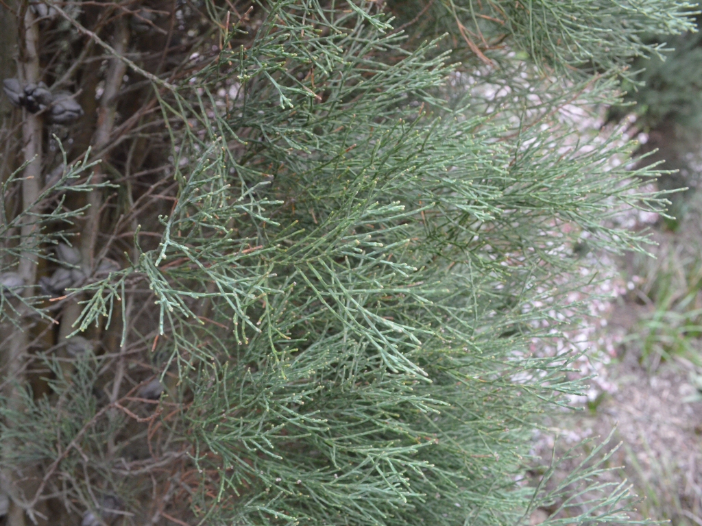 Callitris oblonga - pygmy cypress pine