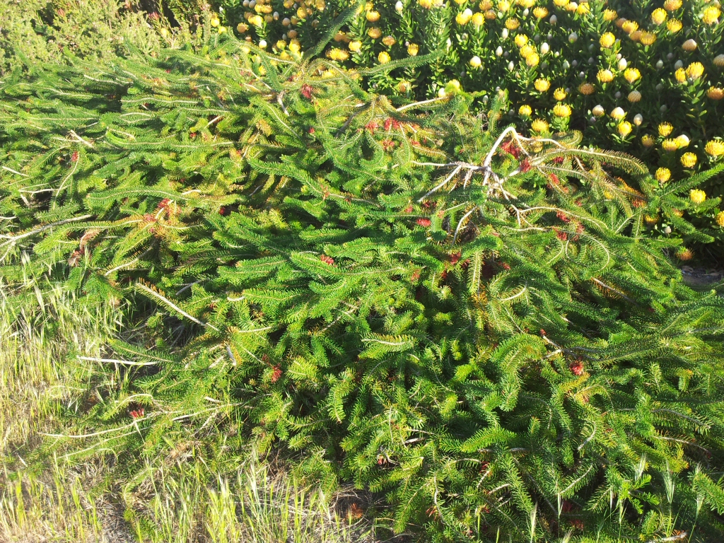 Calothamnus quadrificus - net bush