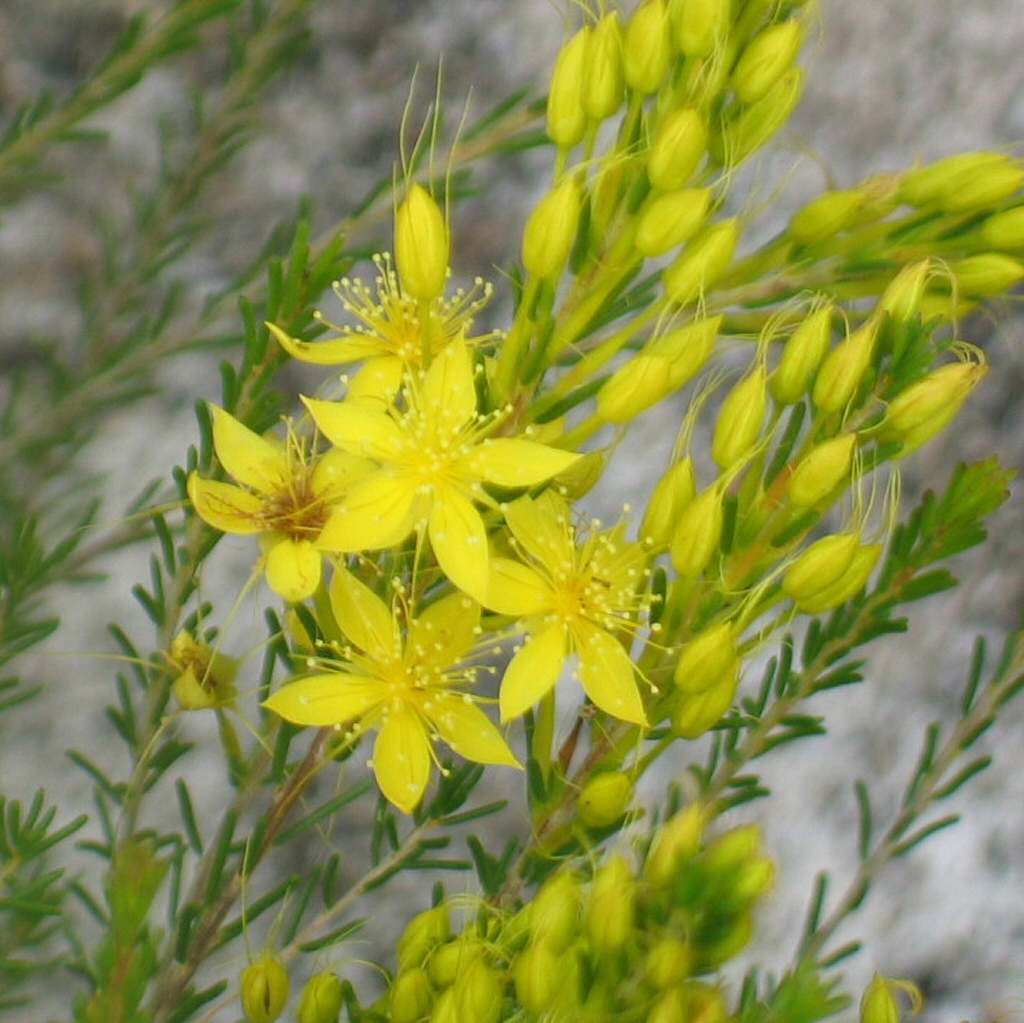 Calytrix flavescens - summer star flower