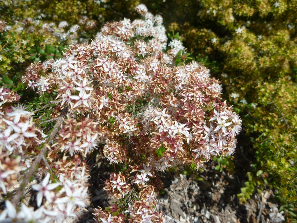 Calytrix tetragona - fringe myrtle with starry flowers