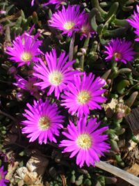 Carpobrotus Rossii ‘pink Passion’ – Pig Face 