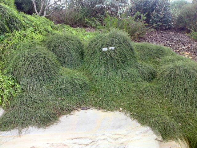 Casuarina glauca 'Cousin It'