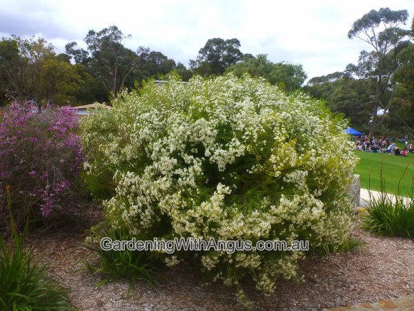 Chamelaucium uncinatum – Geraldton Wax