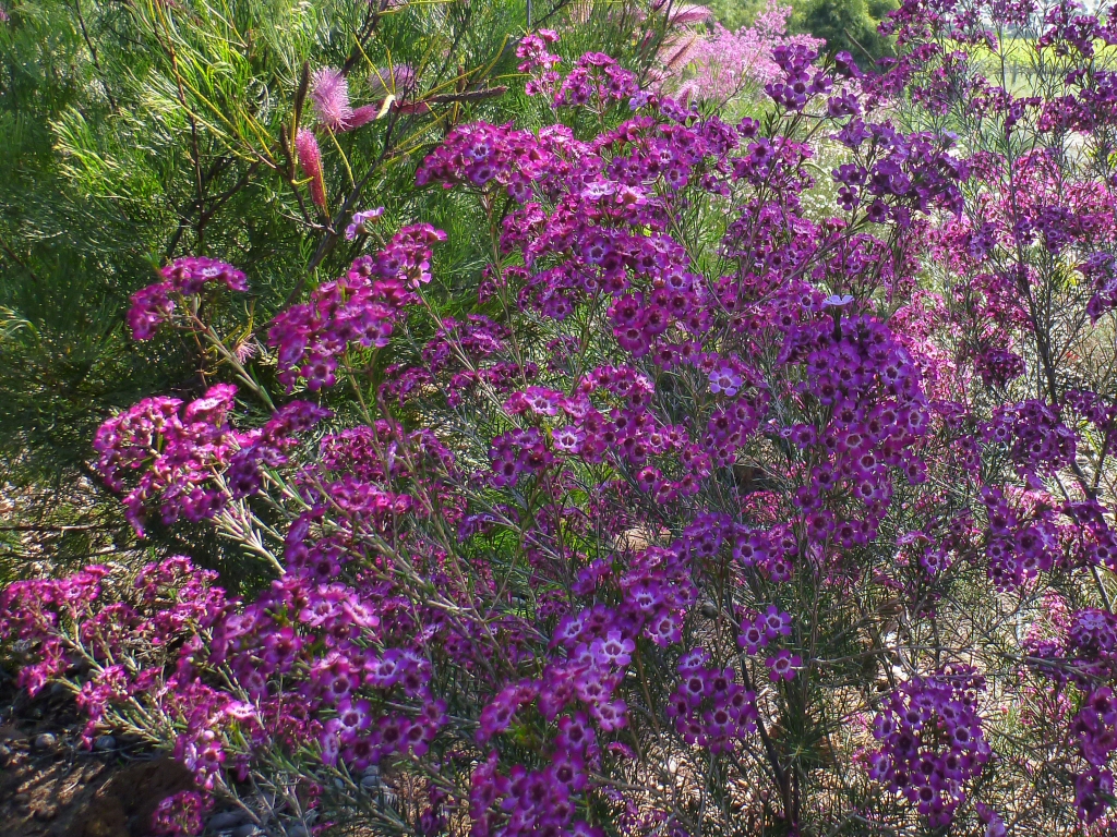 Chamelaucium uncinatum 'Purple Pride' - geraldton wax
