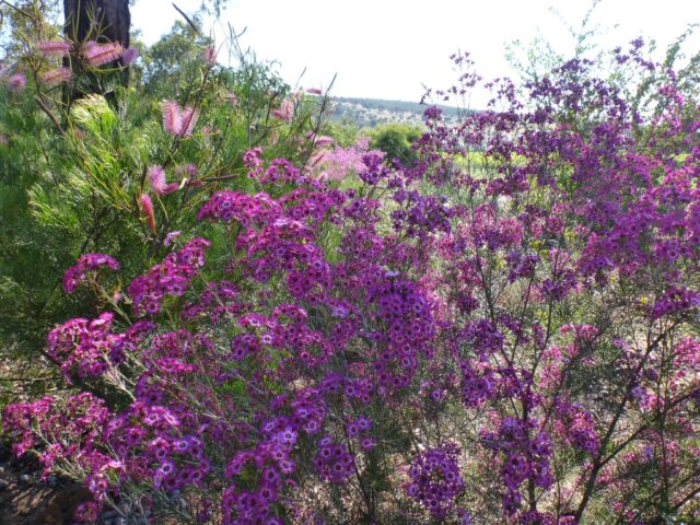 Chamelaucium uncinatum wax-flower 'Revelation'
