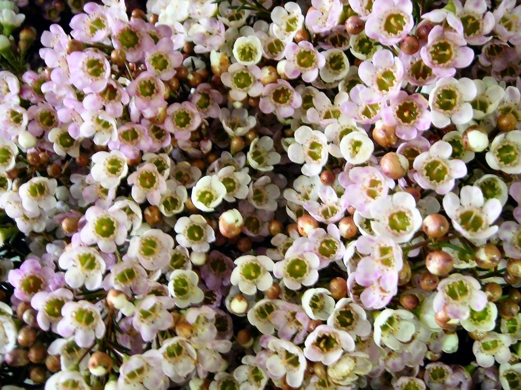 Chamelaucium uncinatum wax-flower 'Revelation'