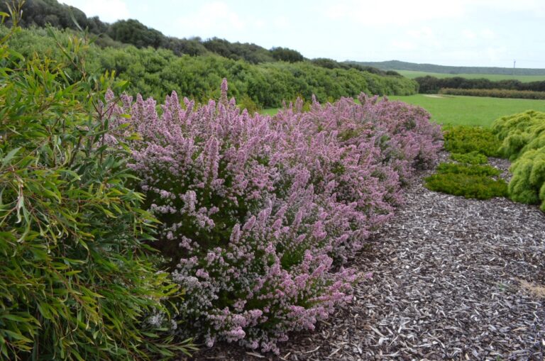 Australian Native Shrubs Gardening With Angus
