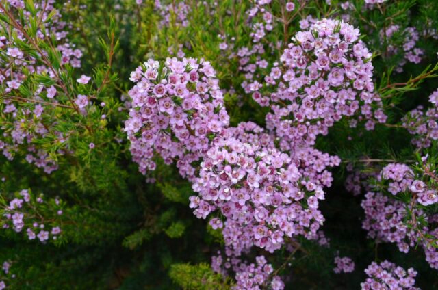 chamelaucium cross verticordia wax-flower cultivar paddys pink