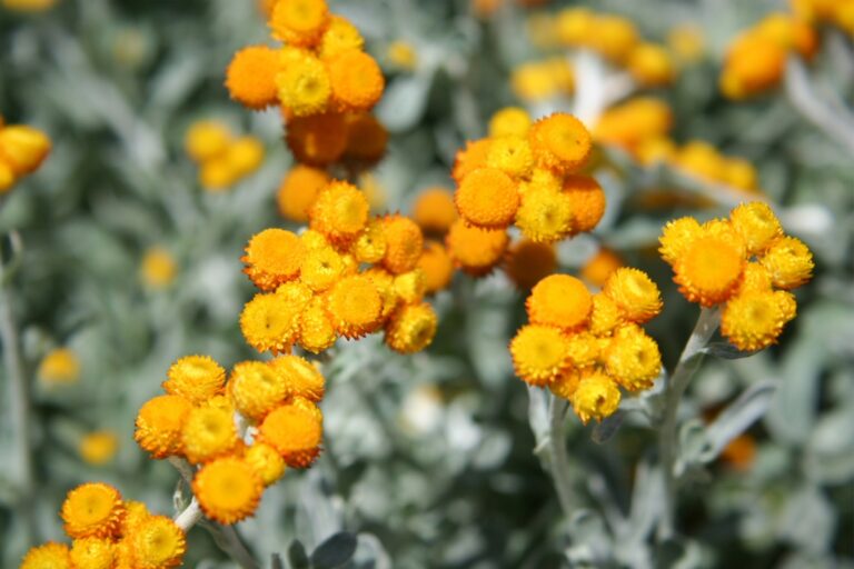 Chrysocephalum apiculatum ‘Desert Flame’ Yellow Buttons Gardening