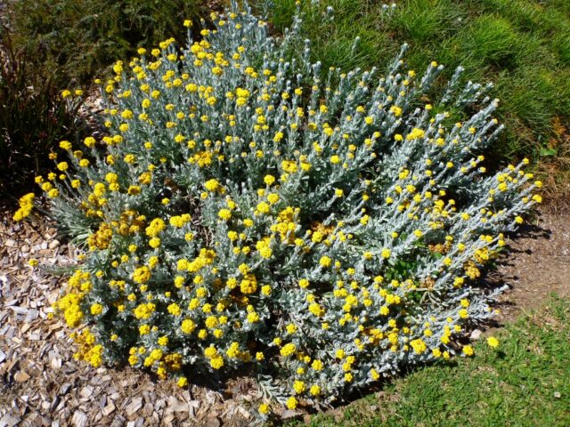 Chrysocephalum apiculatum ‘Silver and Gold’ – Paper Daisy | Gardening ...