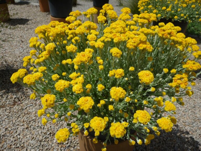 Chrysocephalum apiculatum ‘Silver and Gold’ – Paper Daisy | Gardening ...