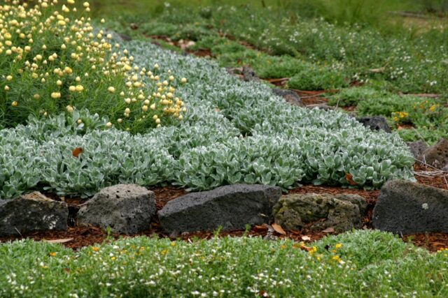 Chrysocephalum apiculatum-common everlasting 'Silver Sunburst'