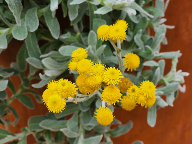 Chrysocephalum apiculatum Everlasting Daisy Gardening With Angus