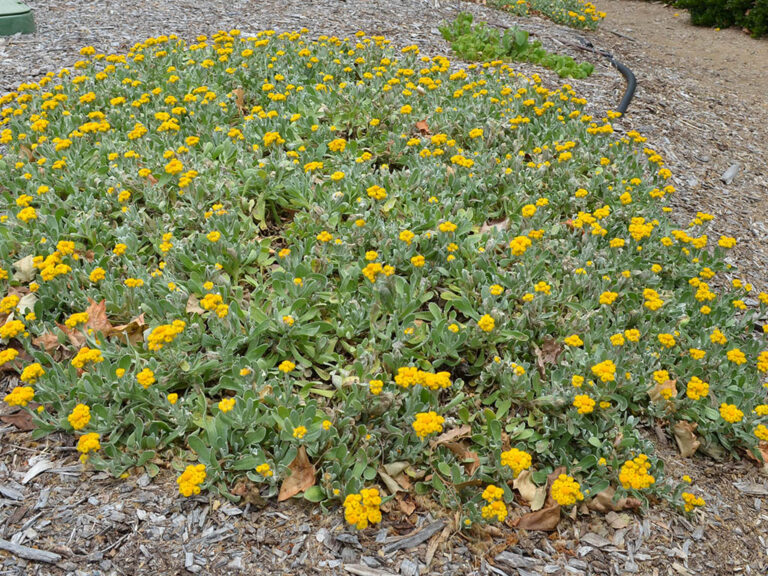 Chrysocephalum apiculatum – Everlasting Daisy | Gardening With Angus