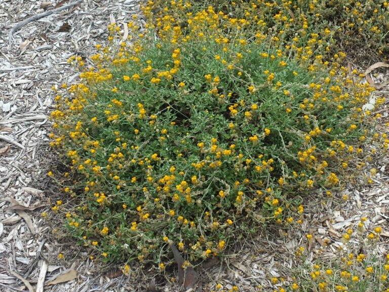 Chrysocephalum apiculatum ‘Desert Orange’ – Everlasting Daisy ...