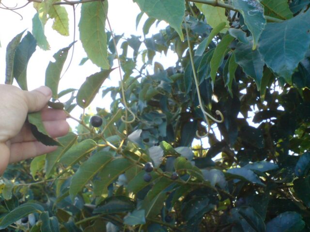 Cissus antarctica - kangaroo vine has blue black fruit or berries