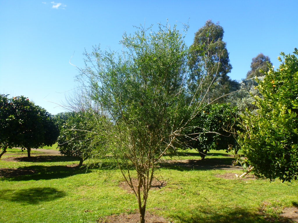 Citrus australasica - finger lime is a great bush tucker plant