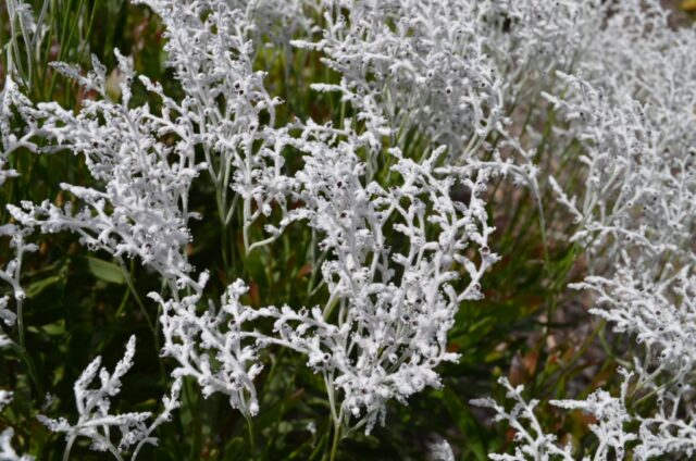Conospermum triplinervium - smoke bush