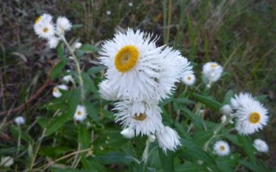 Coronidium elatum ‘Sunny Side Up’ -video