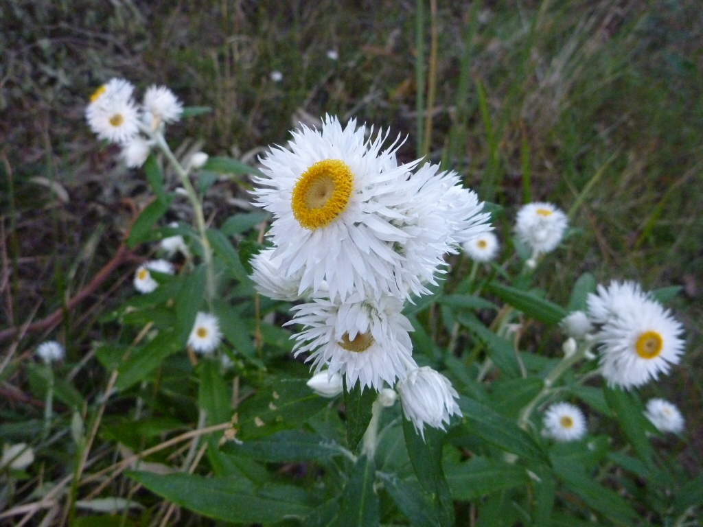 Coronidium elatum everlasting daisy 'Sunny Side Up'