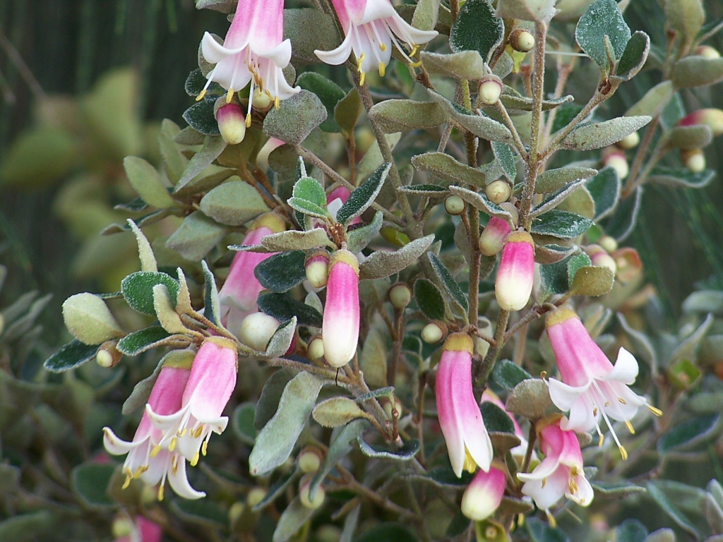 Correa hybrid native fuchsia 'Ice Maiden'