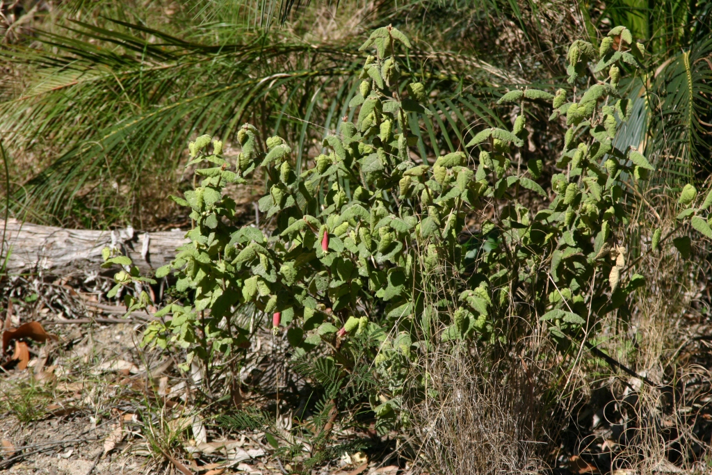 Correa reflexa - wild fuchsia
