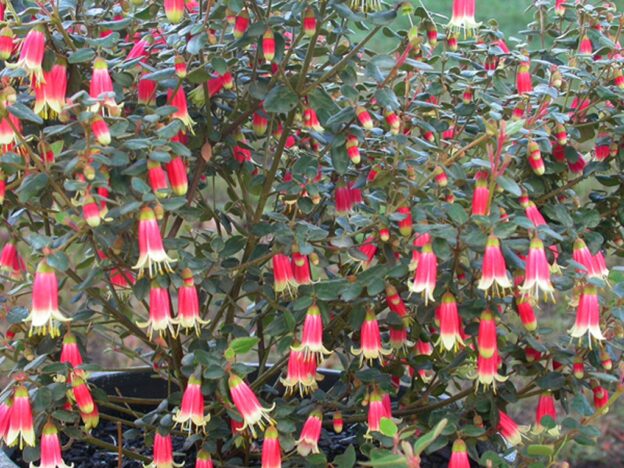 Correa ‘Canberra Bells’ – Native Fuchsia | Gardening With Angus