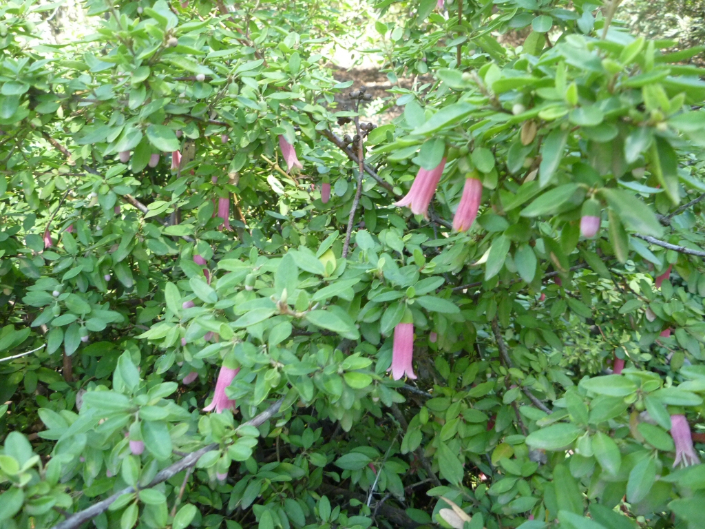 Correa wild-fuchsia 'Dusky Bells'