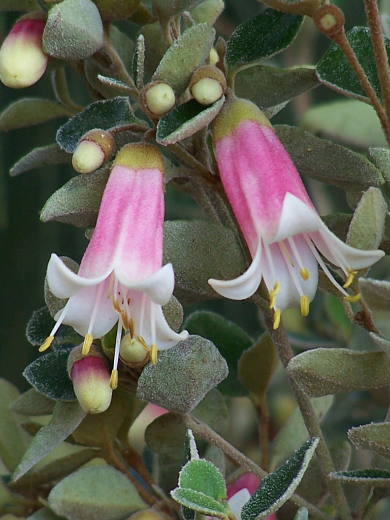Correa pulchella x alba ‘Ice Maiden’ – Native Fuchsia