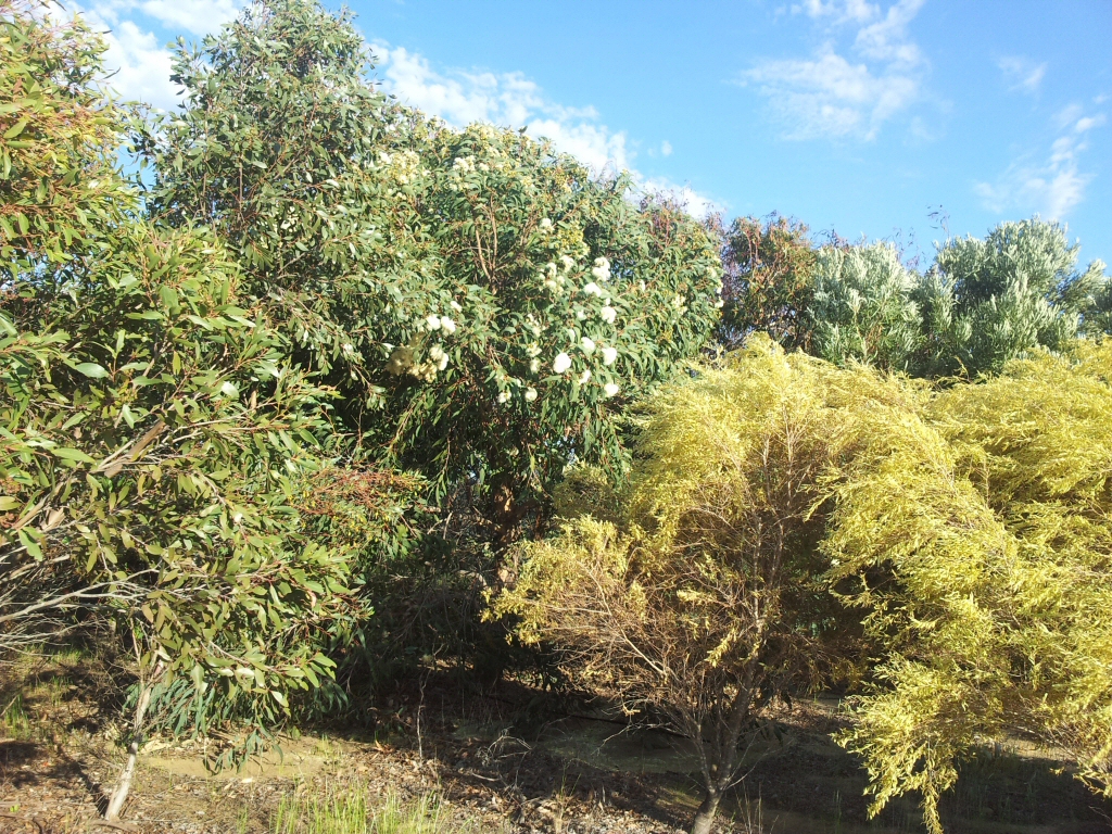 Corymbia eximia nana - dwarf bloodwood