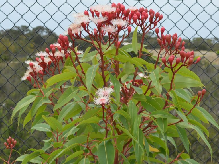 Corymbia hybrid ‘Summer Beauty’ Flowering Gum | Gardening With Angus