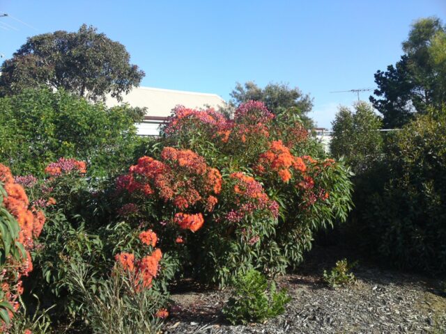 Corymbia ficifolia flowering-gum 'Baby Orange'