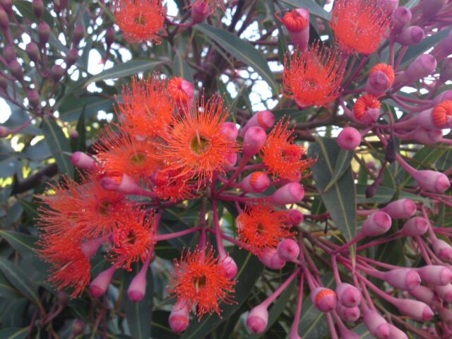 Corymbia ficifolia flowering-gum 'Baby Orange'