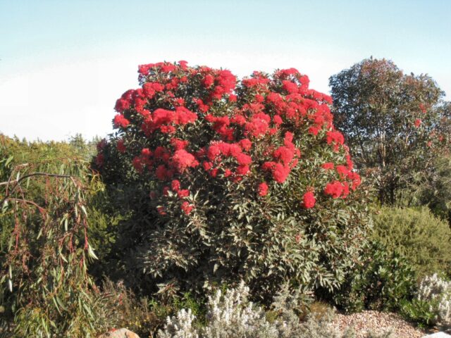 Corymbia ficifolia flowering-gum 'Baby Scarlet'