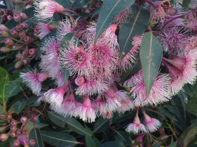 corymbia-ficifolia_flowering-gum_fairy-floss