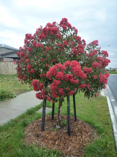 Corymbia ficifolia flowering-gum 'Wildfire'