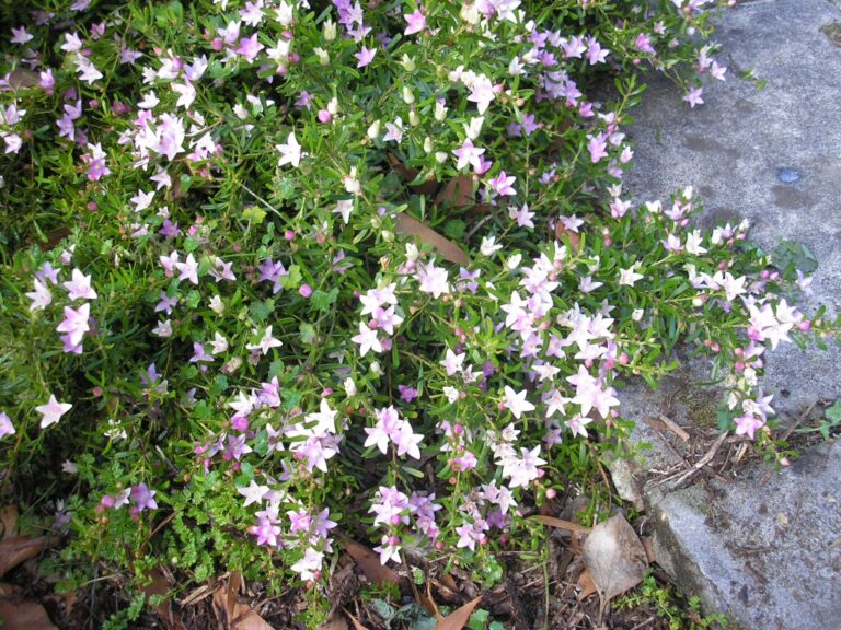 Crowea exalata ‘Edna Walling Crowea’ – Waxflower | Gardening With Angus