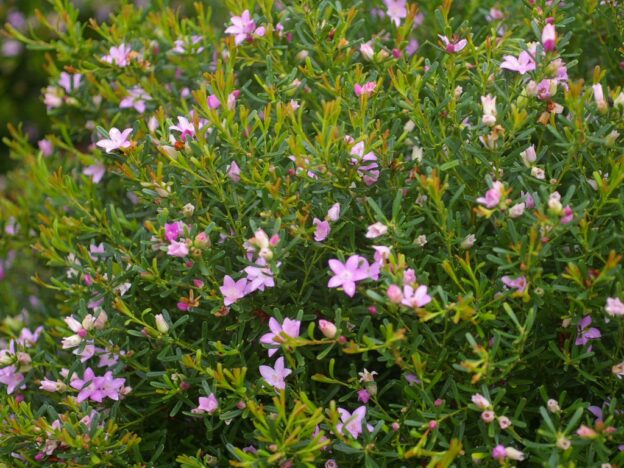 crowea-exalata_wax-flower_low-dome-3 | Gardening With Angus