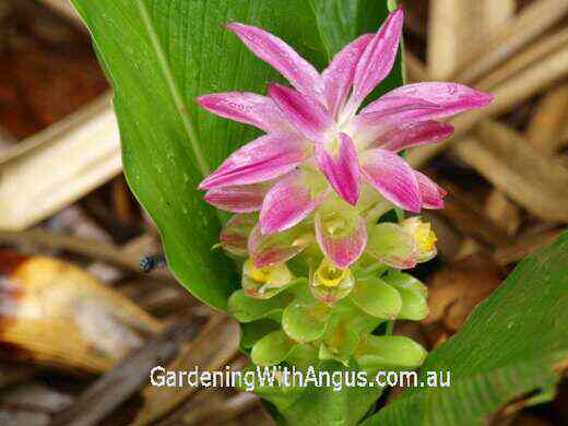 Curcuma australasica - native turmeric