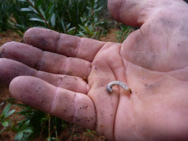 curl grubs will eat the roots of plants and lawns