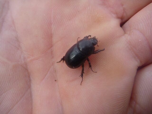 curl grubs will eat the roots of plants and lawns